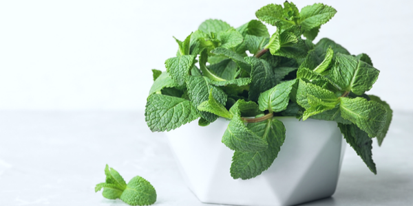 What Is Mint Good for? You Might Be Surprised!