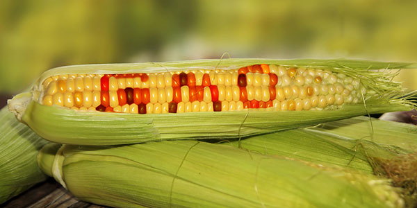The GMO Labeling Issue and Why It Matters to You