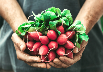 What Is the Difference Between GMO vs. Organic?