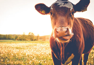 The Benefits of Grass-Fed Whey Protein